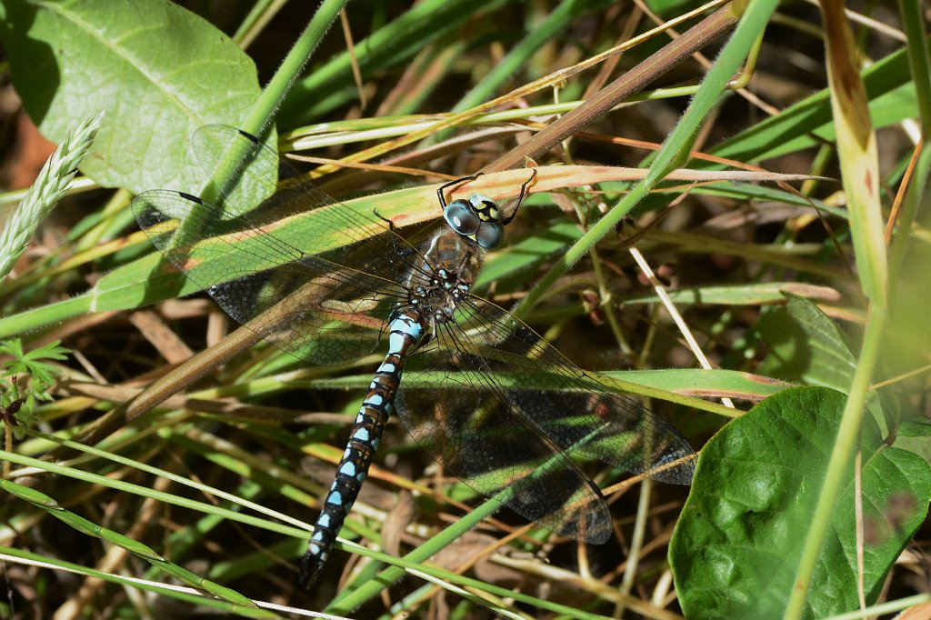 020 2015-06131813 Point Reyes National Seashore, CA.JPG - Blue-Eyed Darner (Rhionaeschna multicolor). Olema Valley Trail, Five Brooks Ranch, CA, 6-13-2015